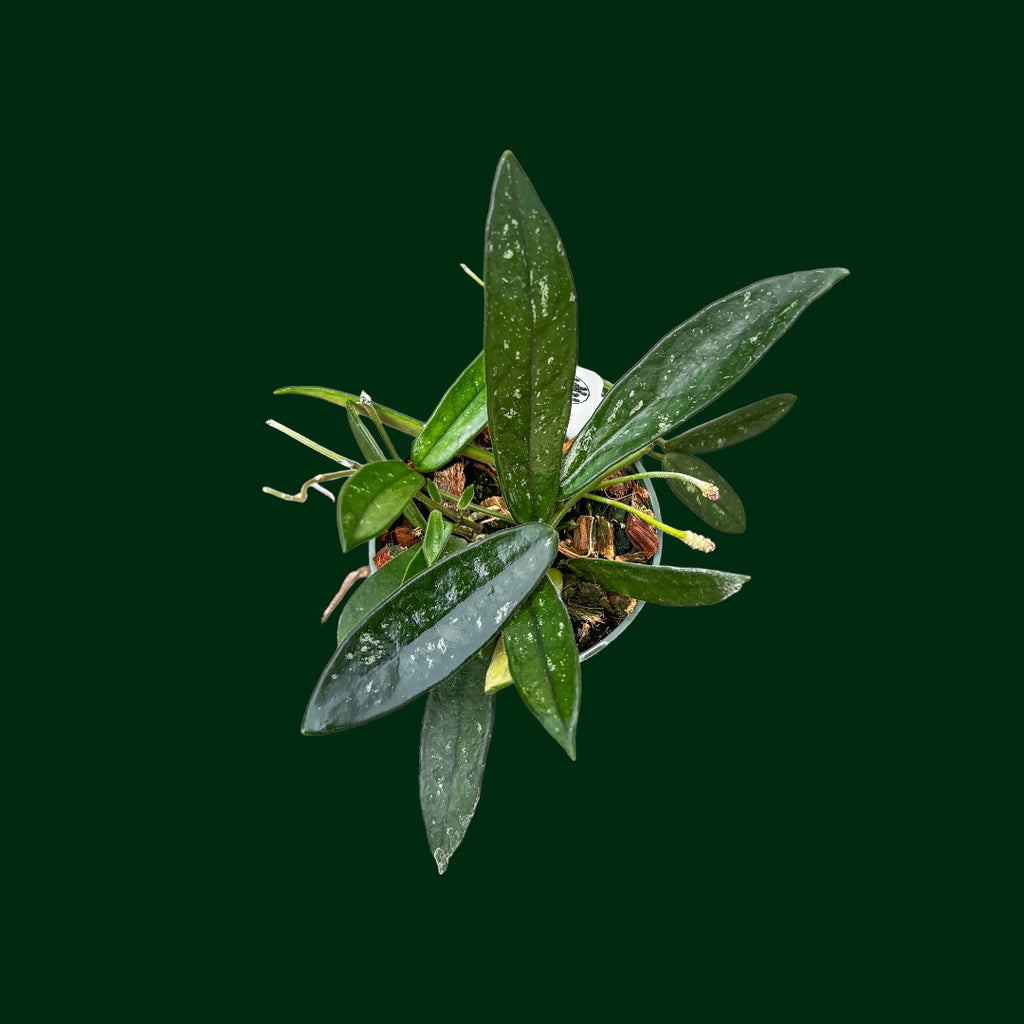 その他観葉植物 HOYA Lyi Hoya Lyi China (((((hoya -rare)))))phyto-cer///// - Etsy