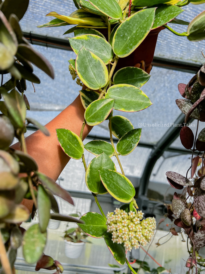Hoya para (outer variegated)