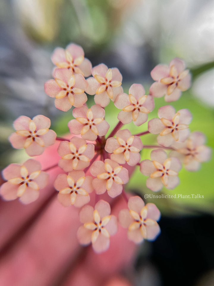 Hoya sp. (VL9)