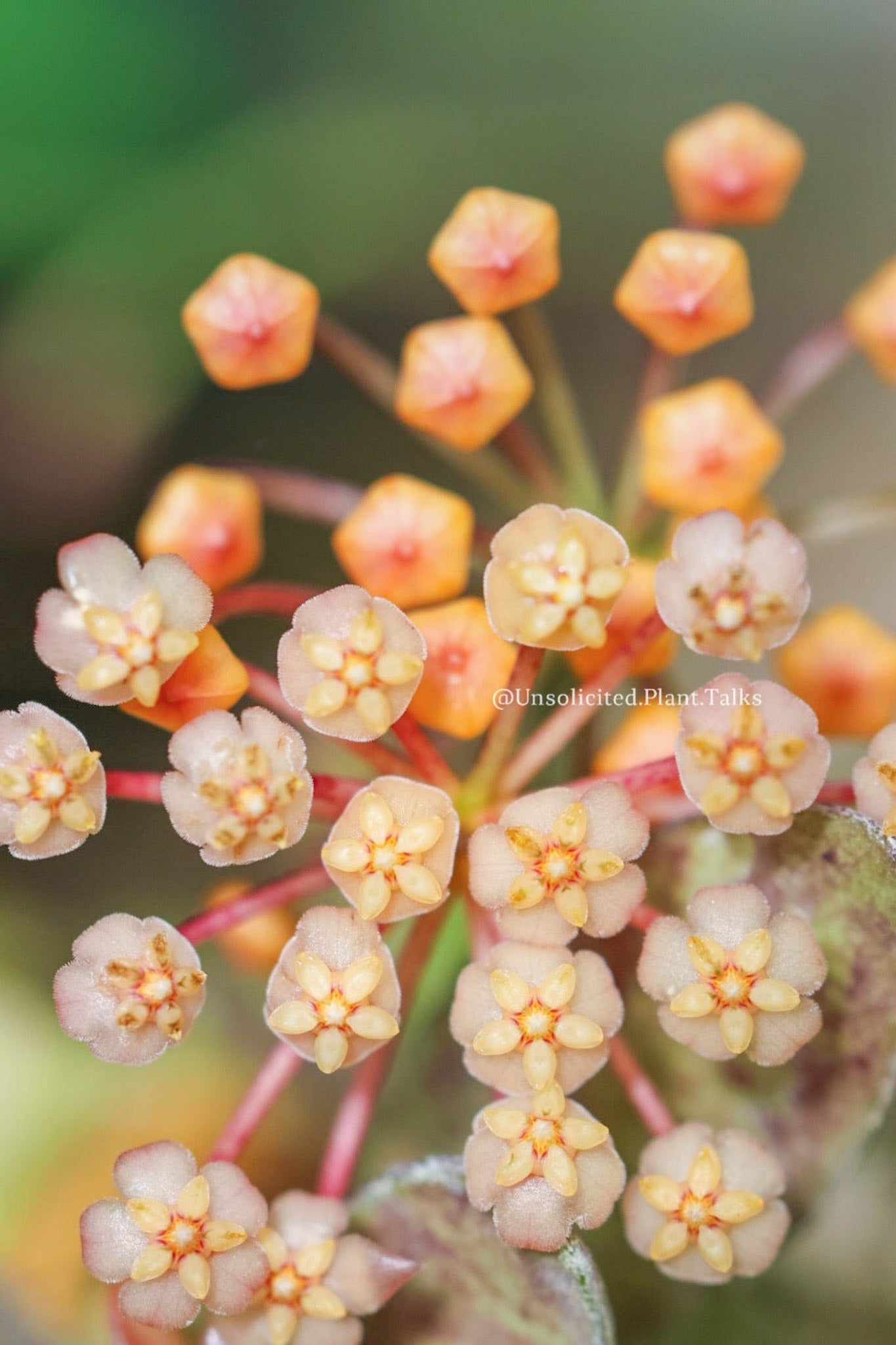 Hoya sp. (VL9) – Unsolicited Plant Talks