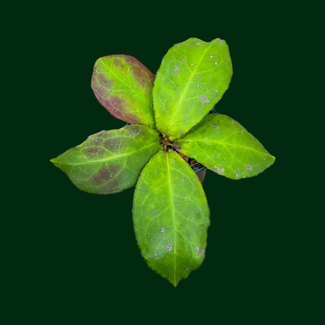 Hoya undulata (round leaf)
