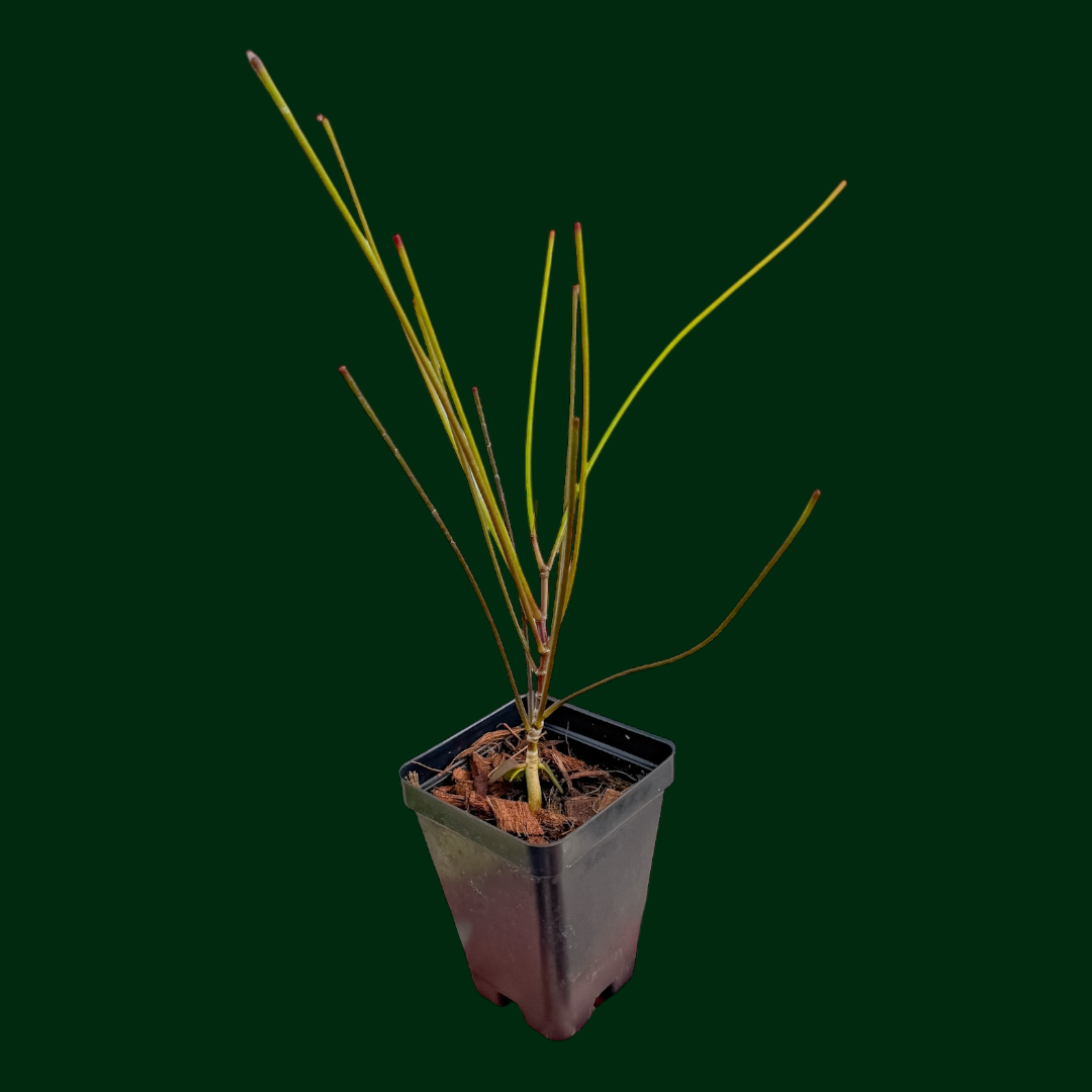 Hoya spartioides (grown from seeds)