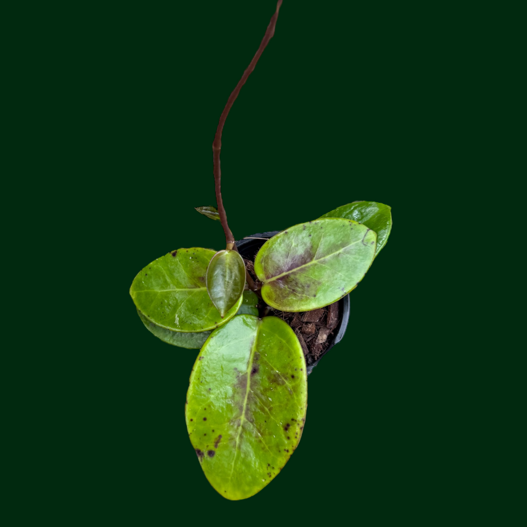 IMG-5760_1024x1024.png?v=