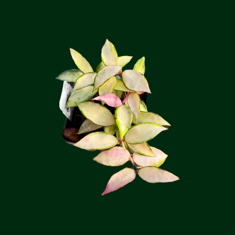 IMG-5778.png?v=1747789837&
