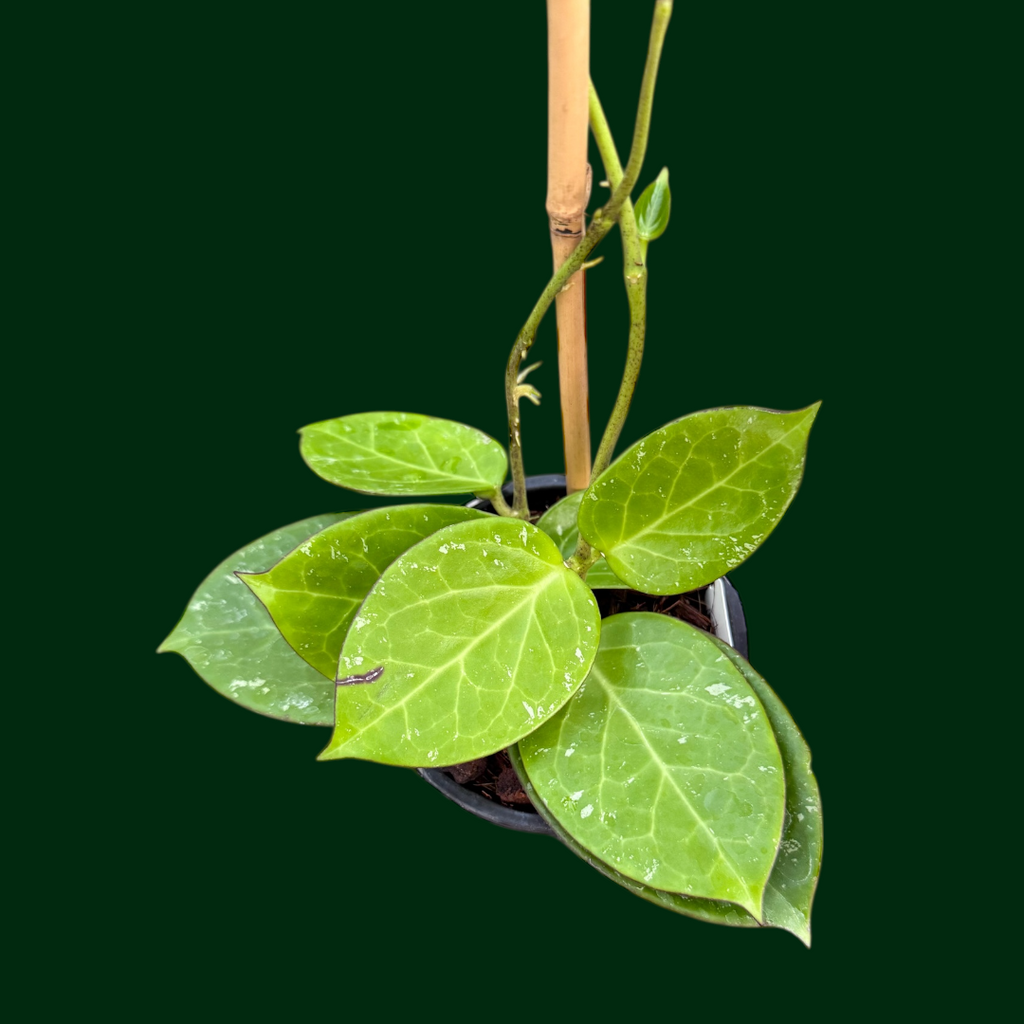 Hoya sp. (Da Nang) – Unsolicited Plant Talks
