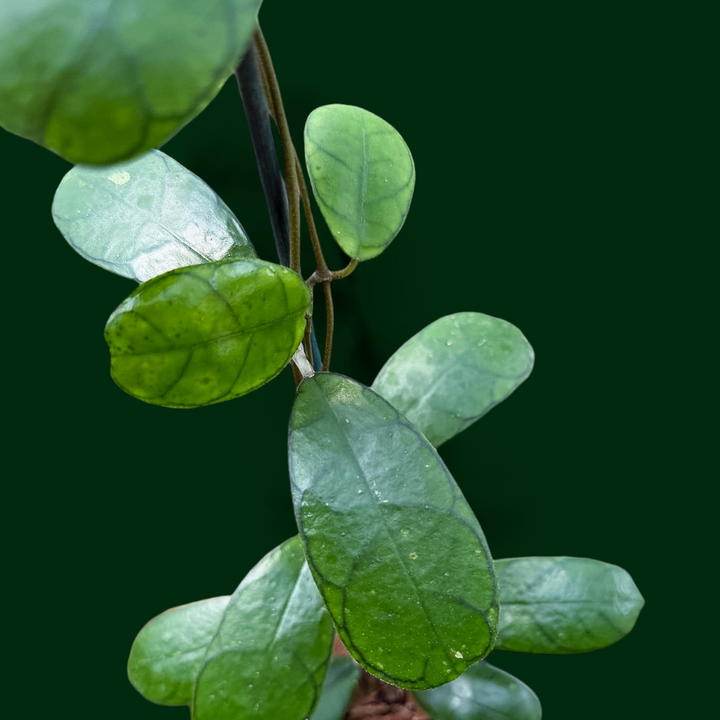 Hoya sp. ‘Mutia’ (Aceh)