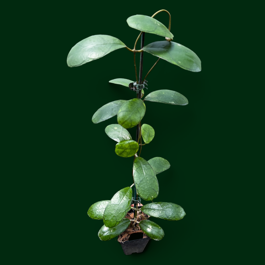 Hoya sp. ‘Mutia’ (Aceh)