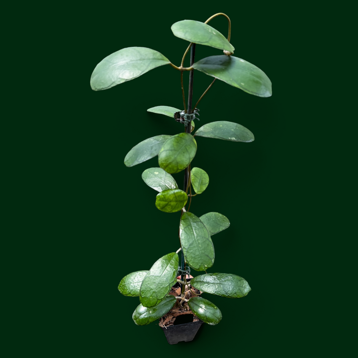 Hoya sp. ‘Mutia’ (Aceh)