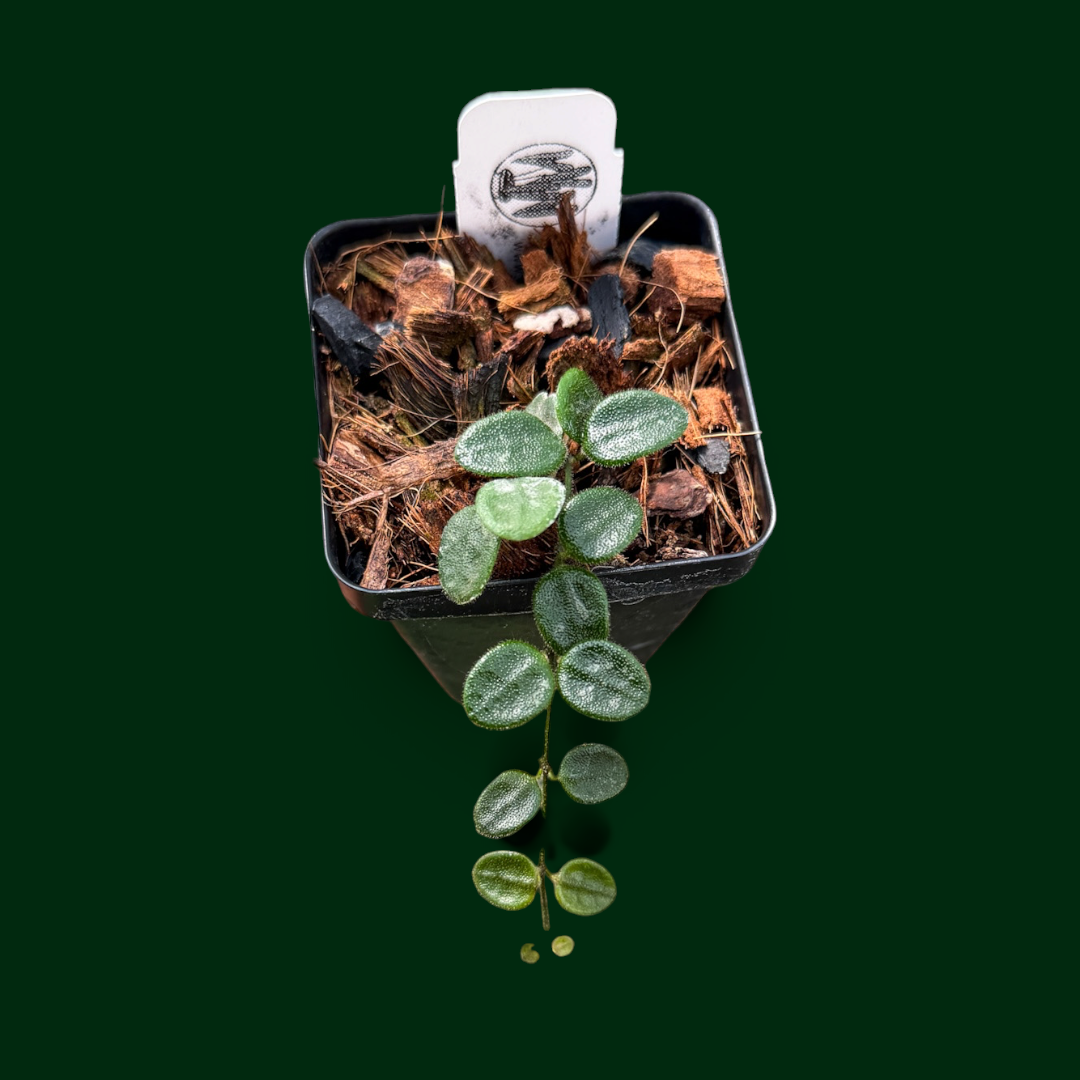Hoya aff. serpens