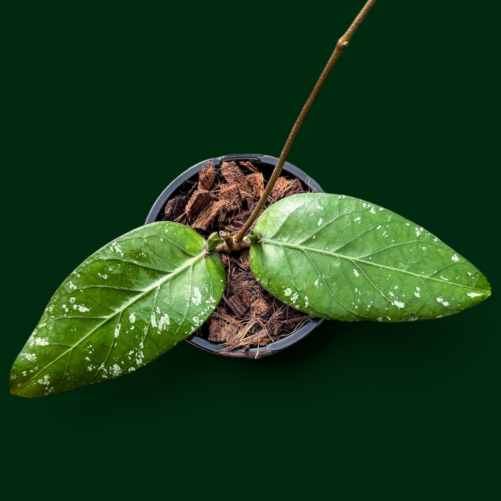 Hoya sp. (Gunung Kelam)