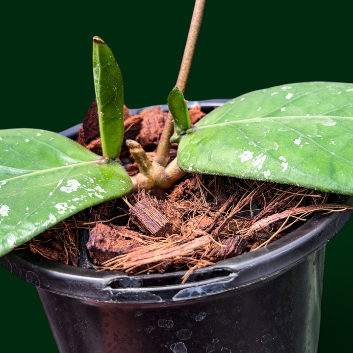 Hoya sp. (Gunung Kelam)