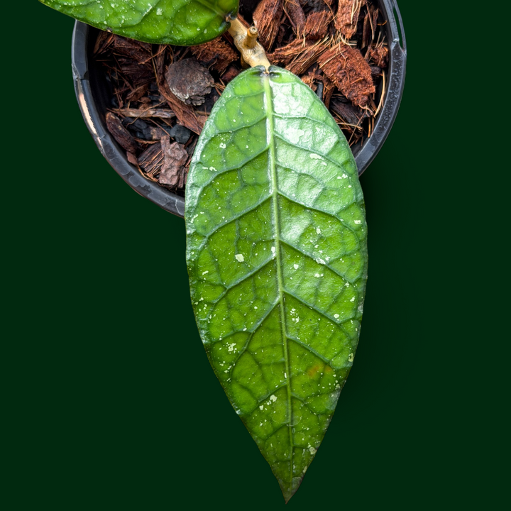 Hoya sp. (Aceh, no4BT1)