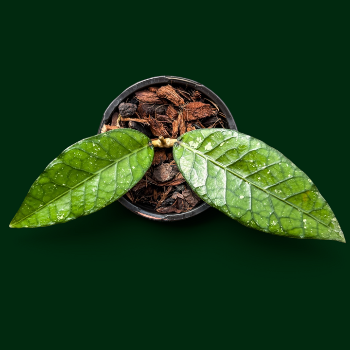 Hoya sp. (Aceh, no4BT1)