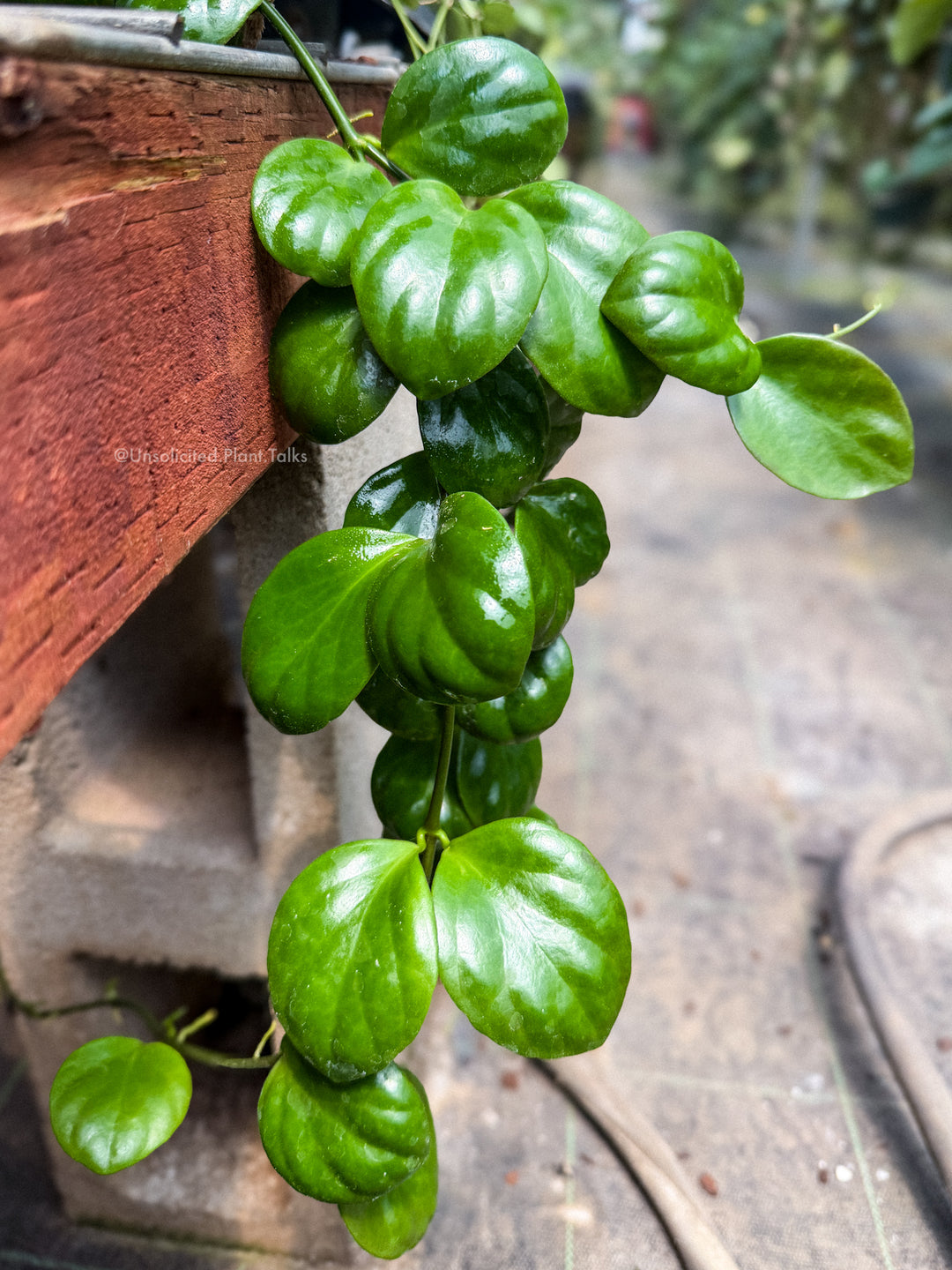Hoya ‘Clamshell’