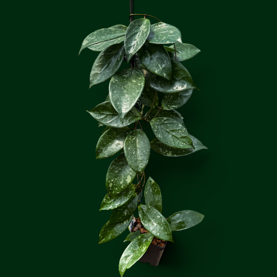 Hoya sp. (Lai Chau, long leaves)