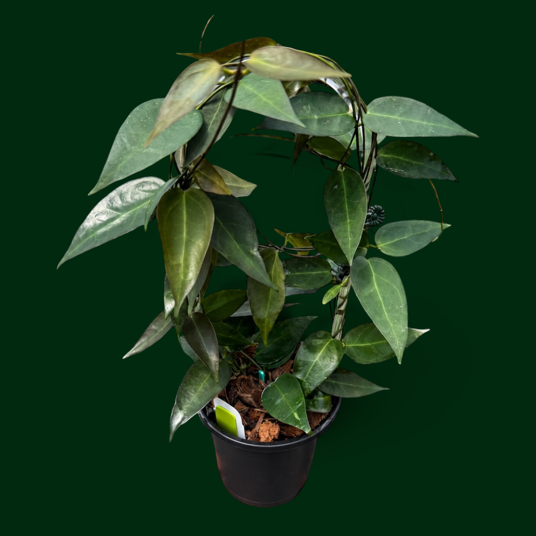 Hoya Carrii (NS13-064)