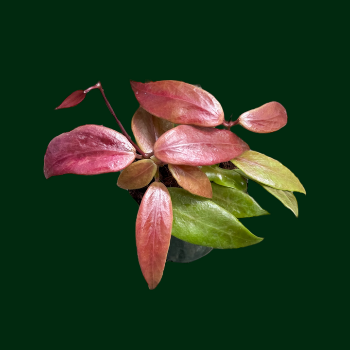 Hoya flavida