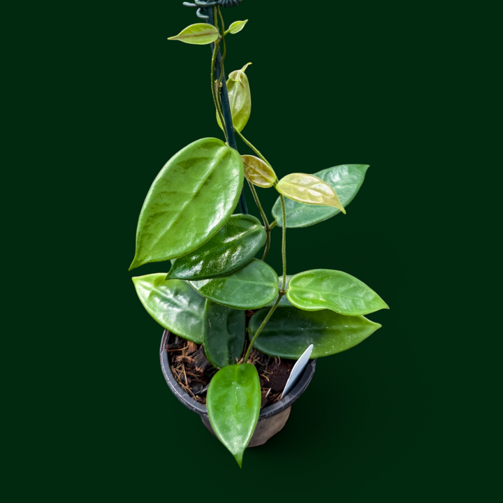 Hoya vangviengiensis