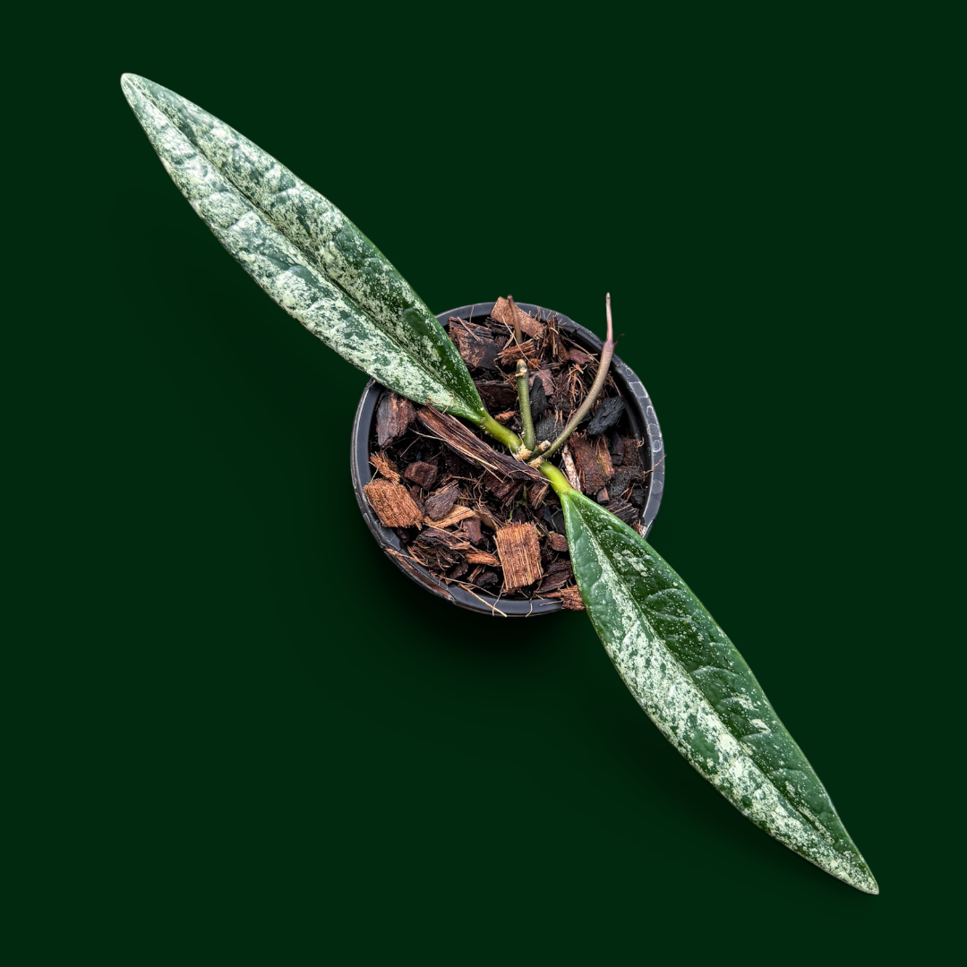 Hoya sulawesiana (splash)