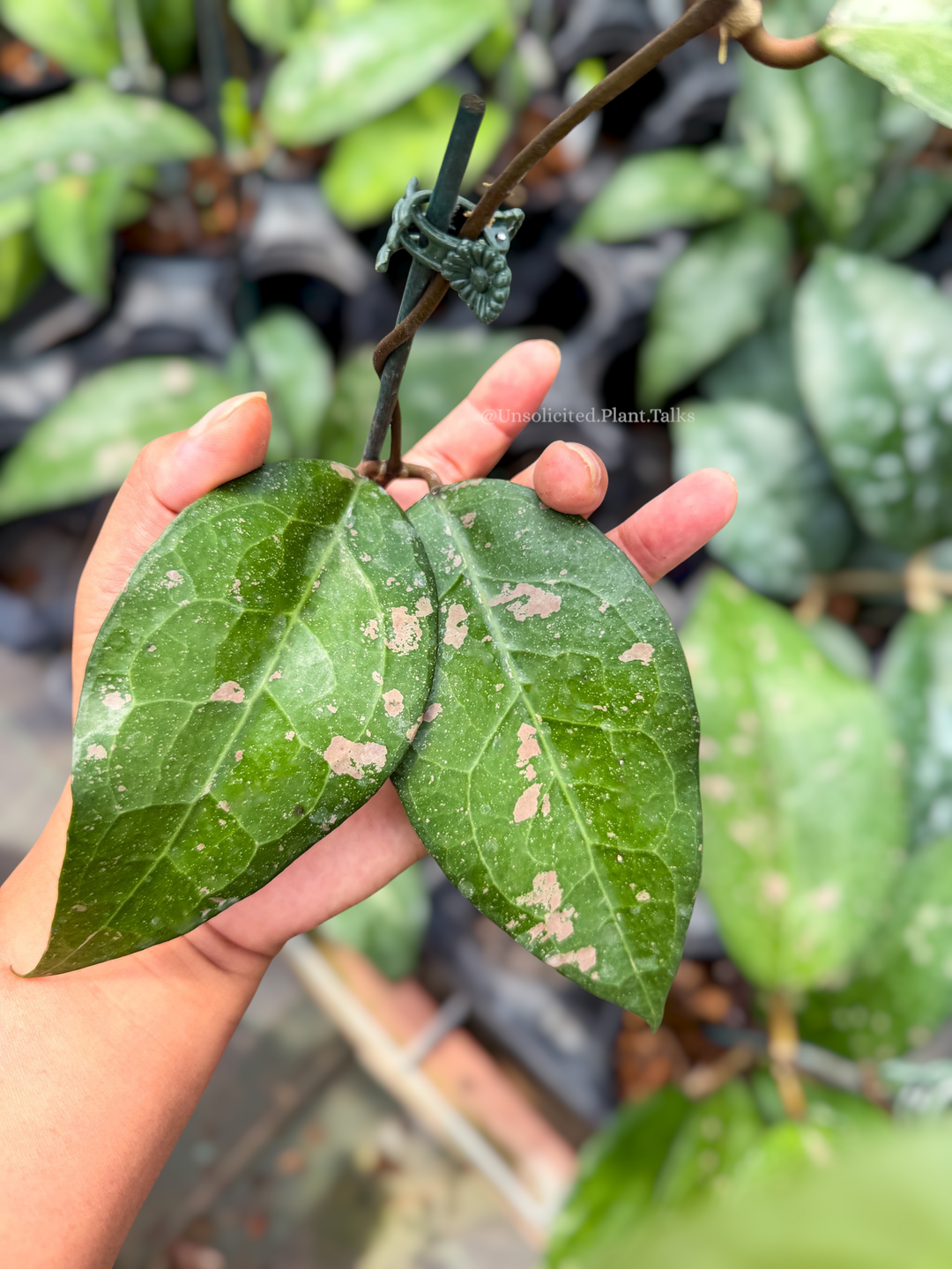 Hoya verticillata ‘Bird of Paradise’
