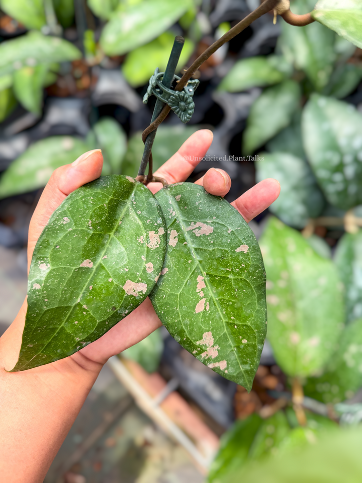 Hoya verticillata ‘Bird of Paradise’