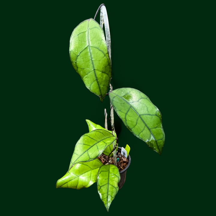 Hoya finlaysonii (black)