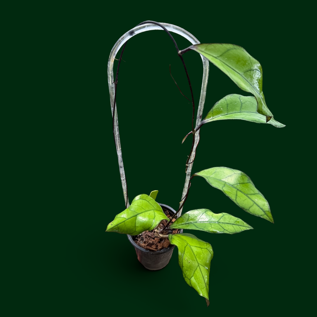Hoya finlaysonii (black)