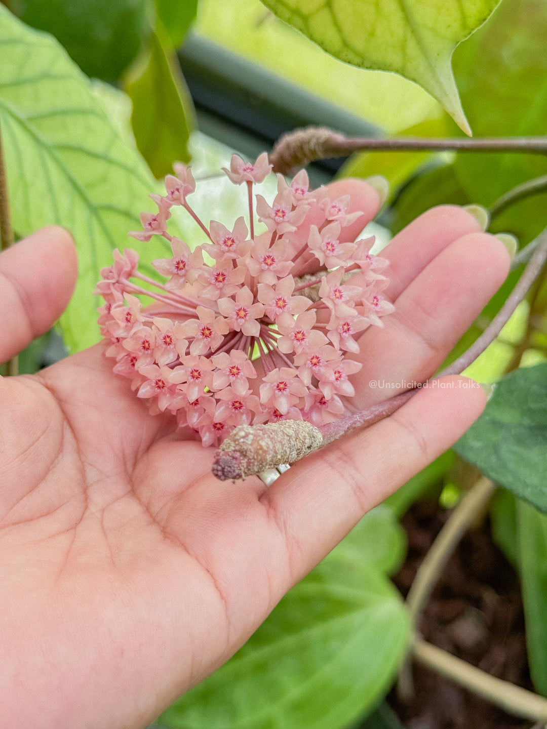 Hoya latifolia (Sulawesi GPS8867)