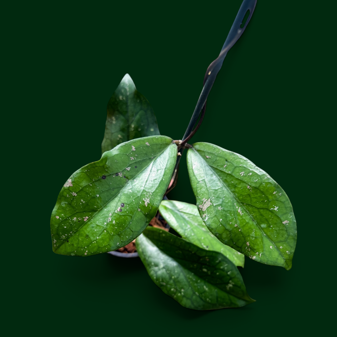Hoya ‘Artheswara’ (erythrina x vittellinoides (Bengkulu))