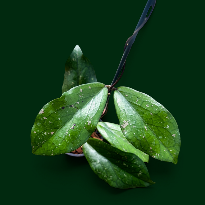 Hoya ‘Artheswara’ (erythrina x vittellinoides (Bengkulu))