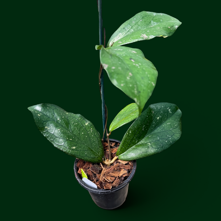 Hoya ‘Artheswara’ (erythrina x vittellinoides (Bengkulu))