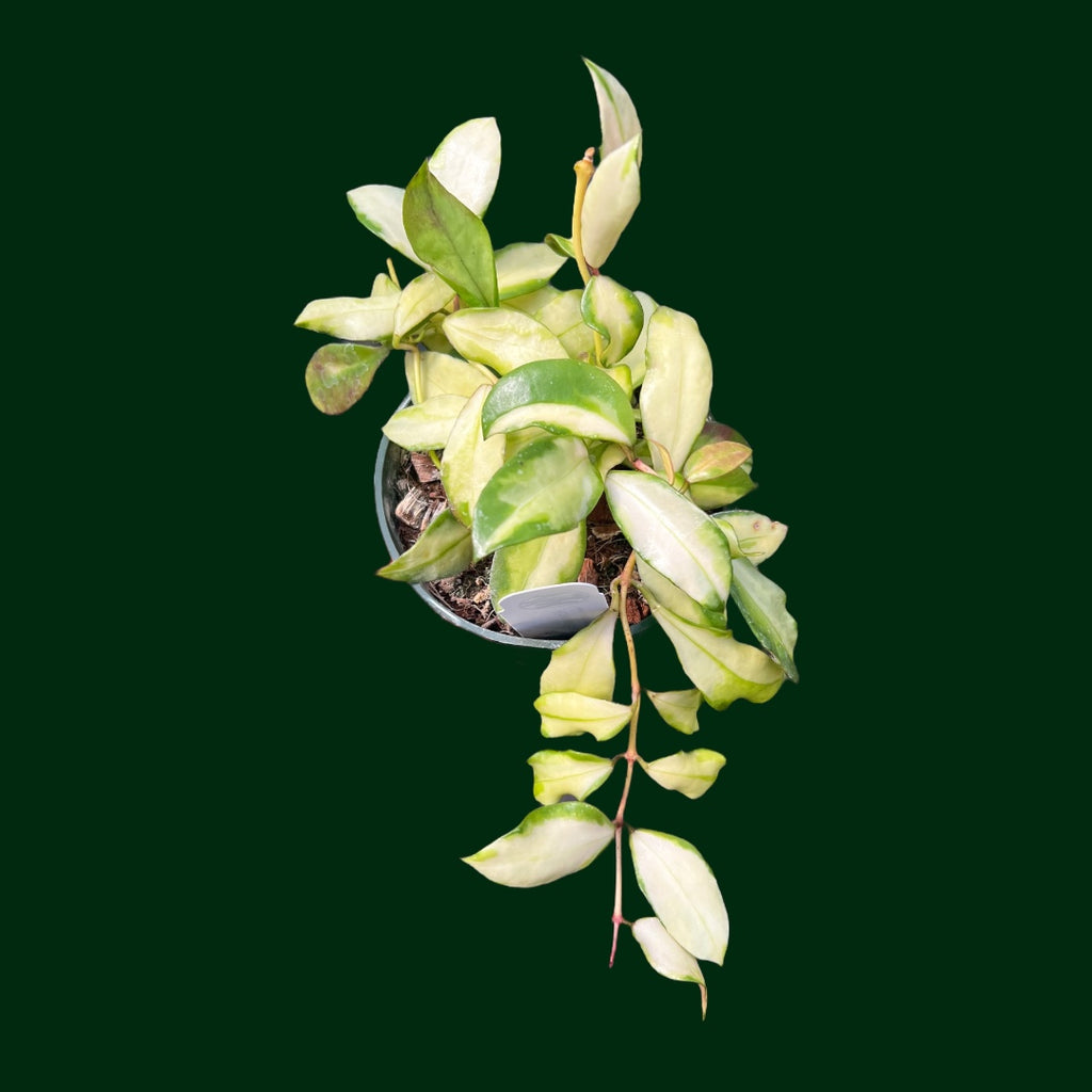 0771 Hoya walliniana ホヤ　ワリニアーナ Hoya walliniana (variegated) – Unsolicited Plant Talks