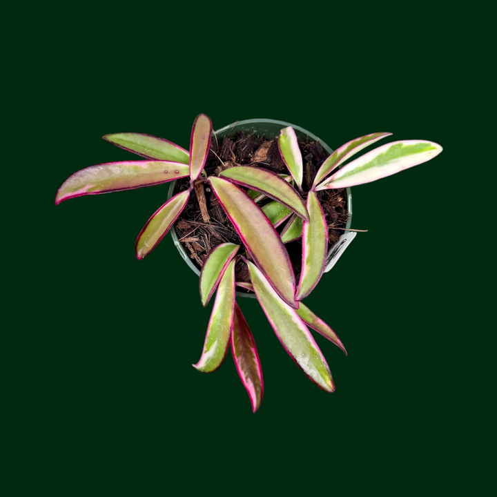 Hoya wayetii &