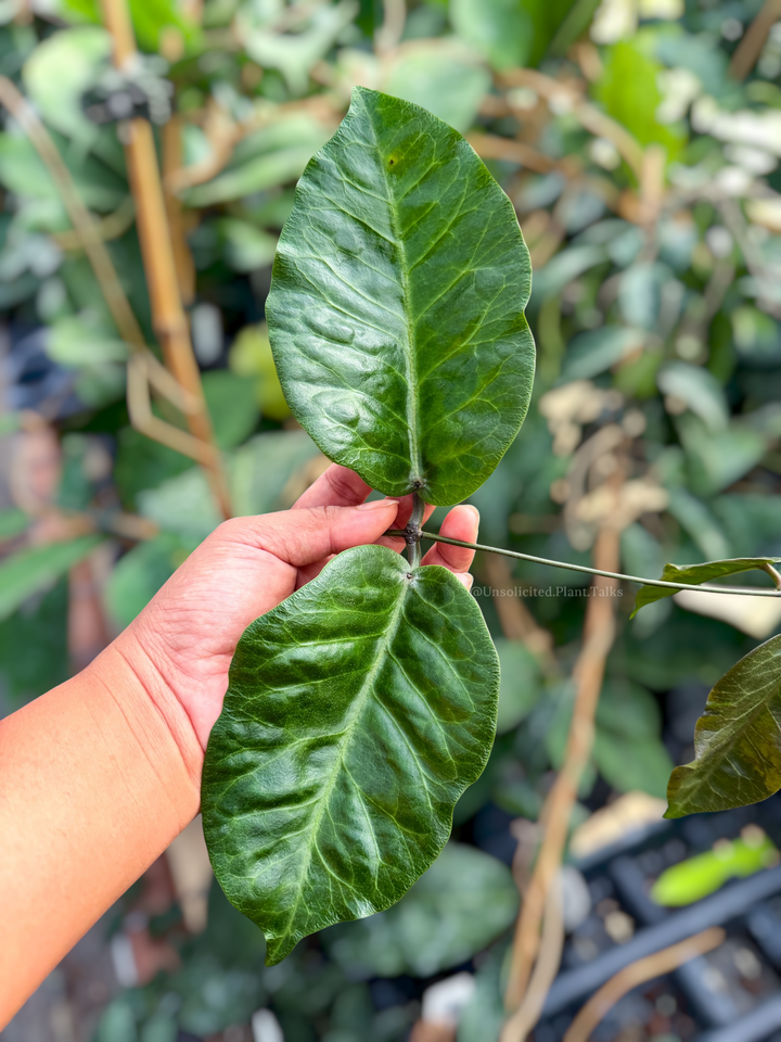 Hoya megalaster (Ubiyau)