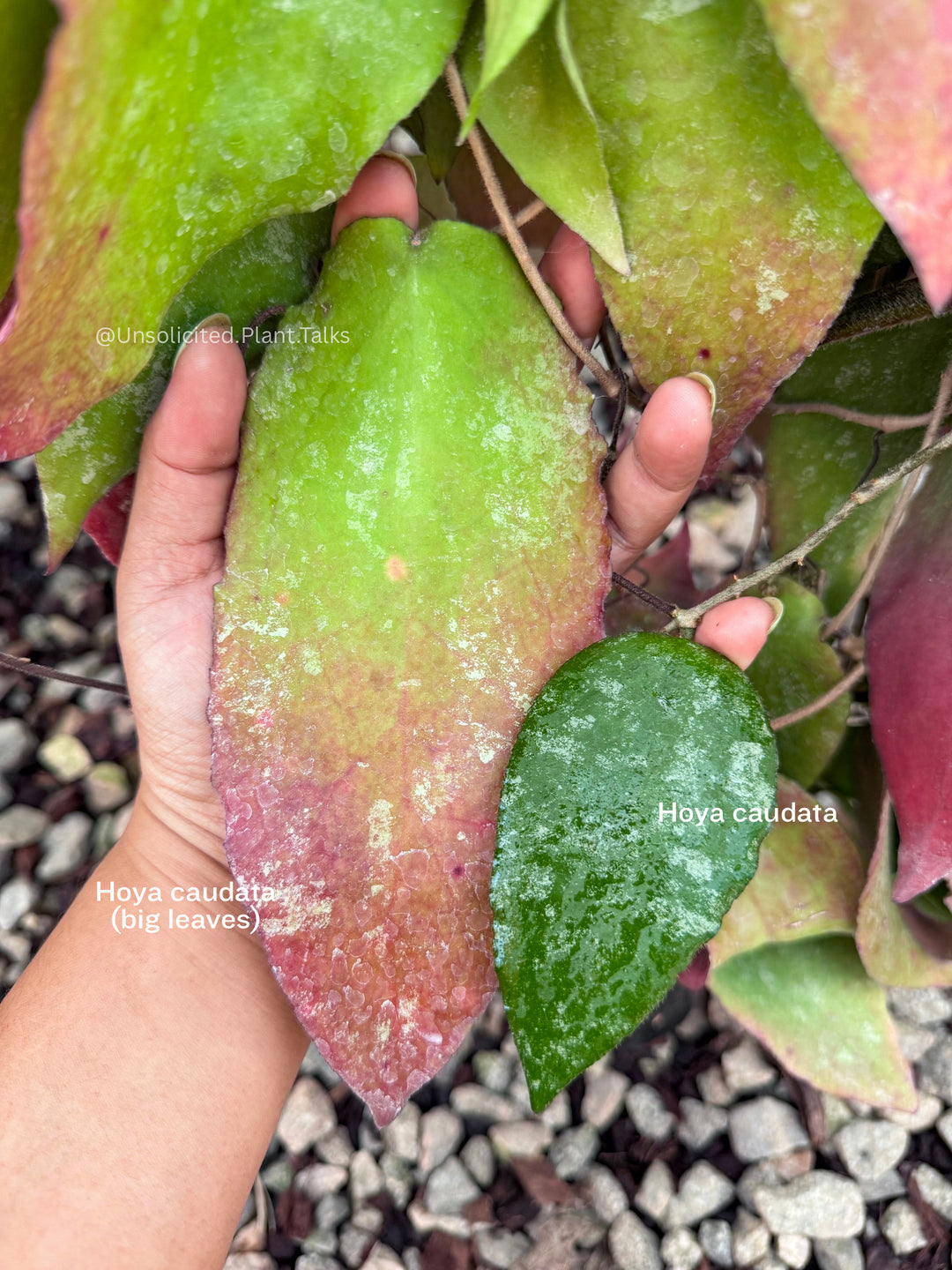Hoya caudata (big leaves)