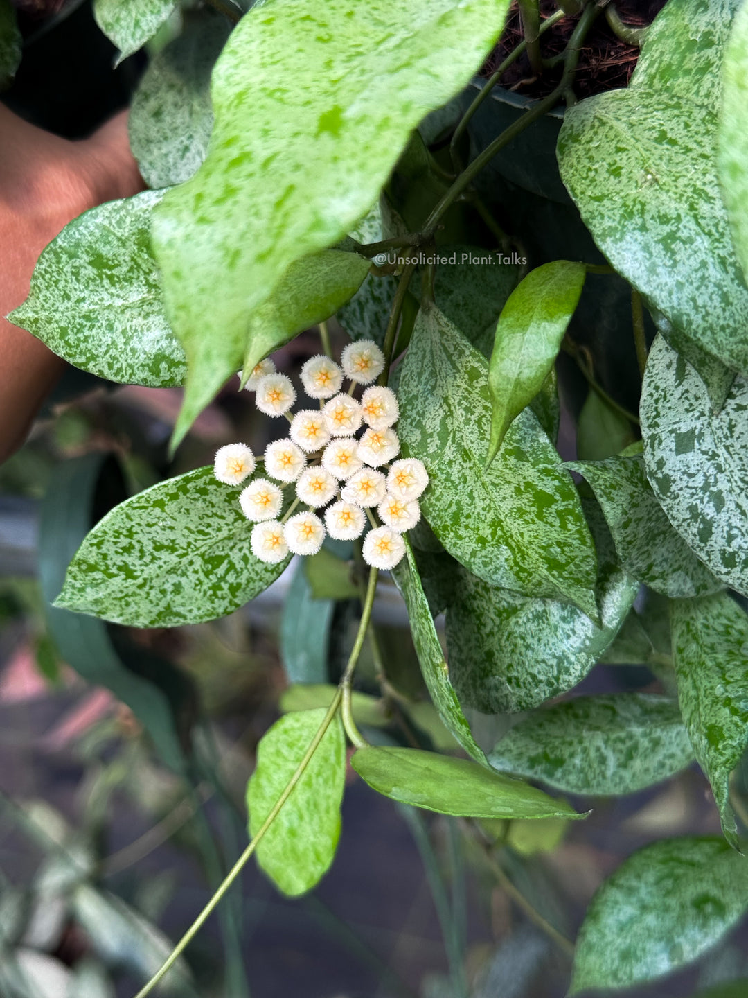 Hoya lacunosa ‘Leopard Skin’