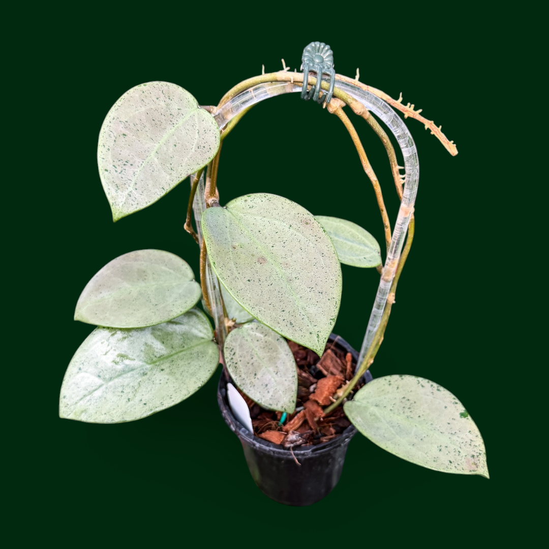Hoya verticillata (heart-shape, silver)