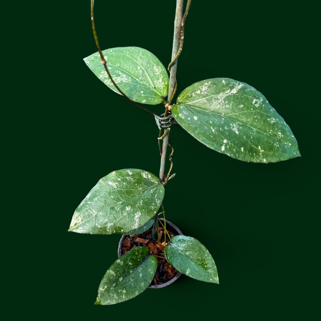 Hoya LP006 (Hoya erythrina x Hoya caudata)