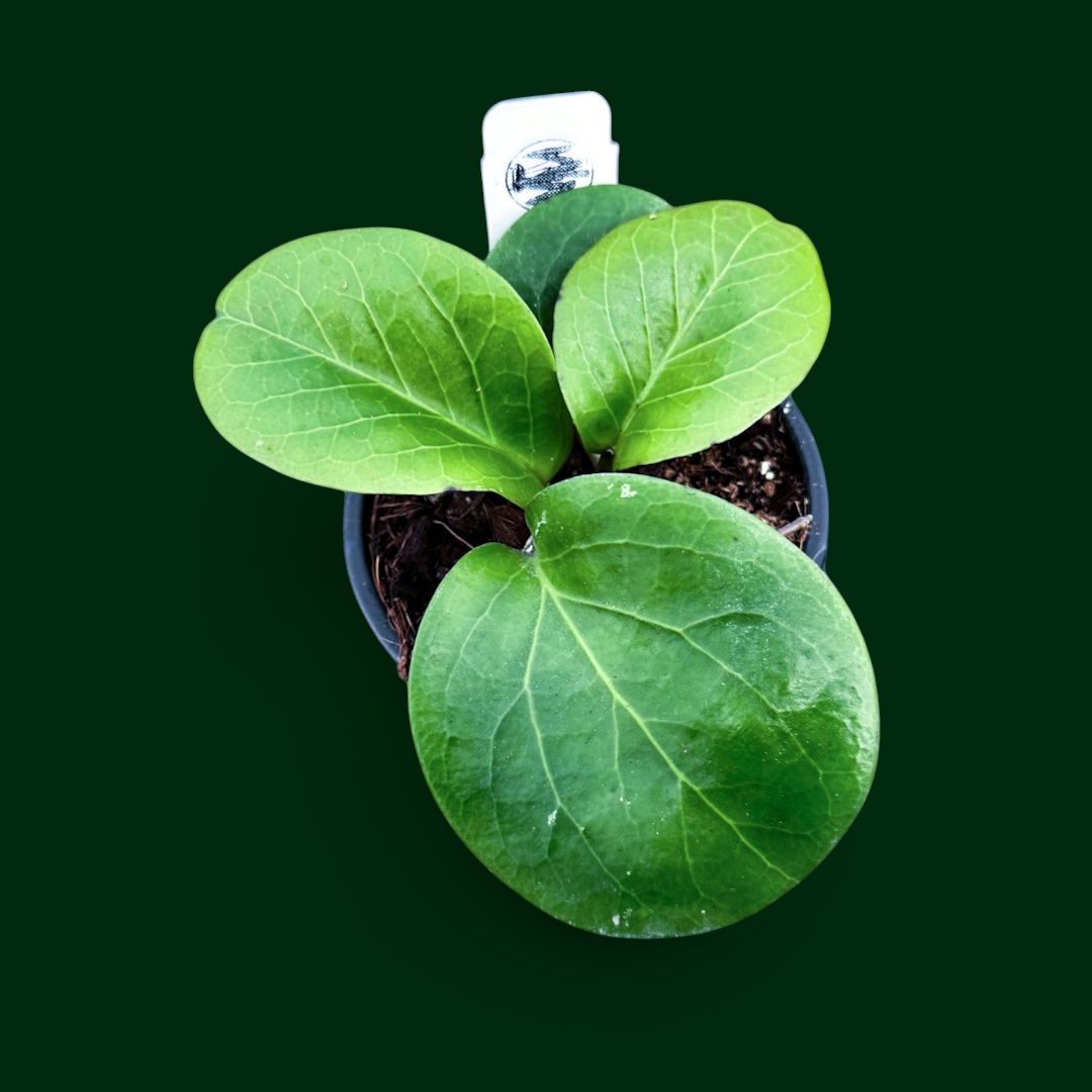 Hoya ‘Rhiannon’ (SS 37-03)