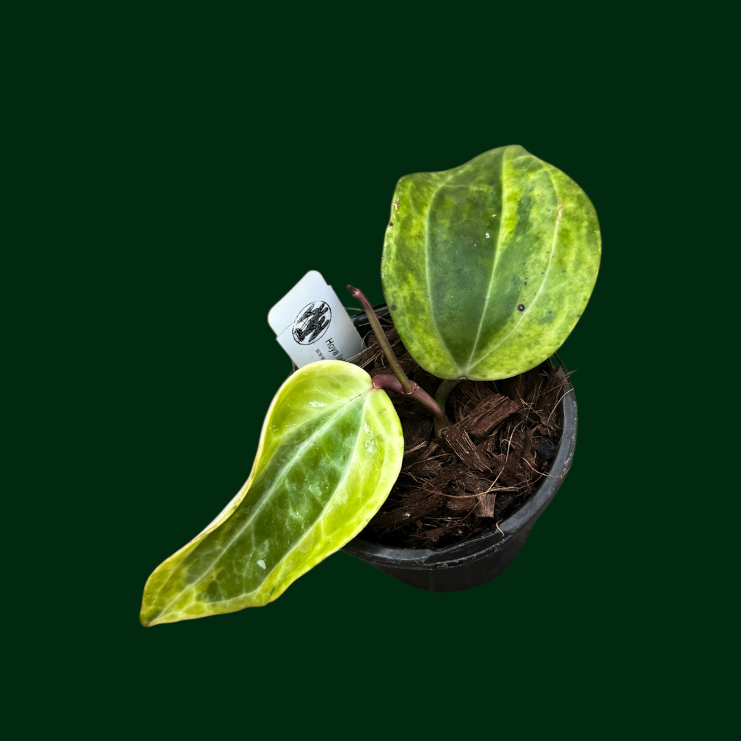 Hoya latifolia (variegated, UPT011) - Please read the description first