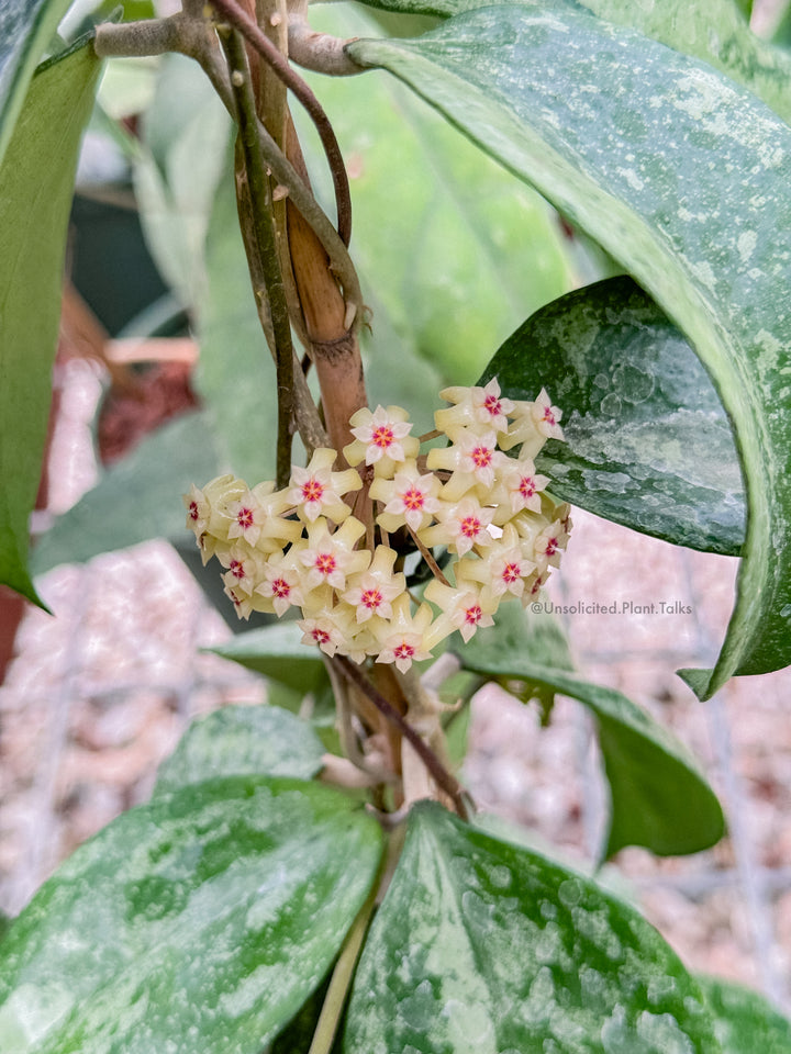 Hoya KSB08