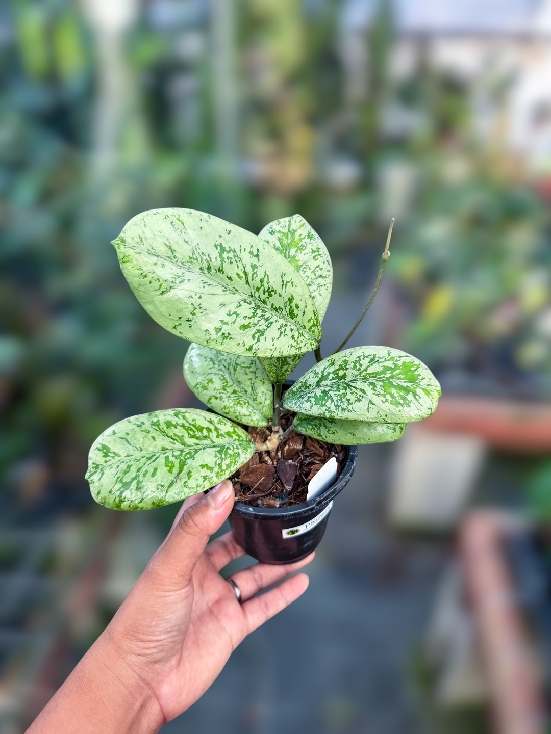 PS0975 - Hoya ‘Lorelai’