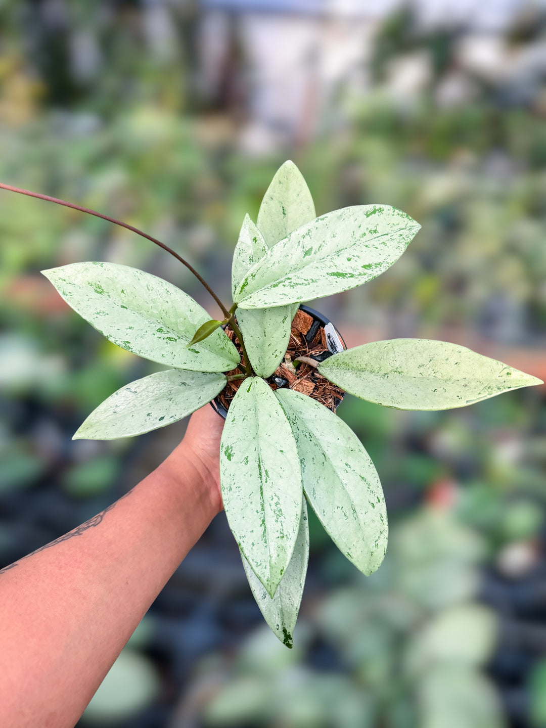 PS0972 - Hoya pubicalyx ‘Pink Silver Ghost’