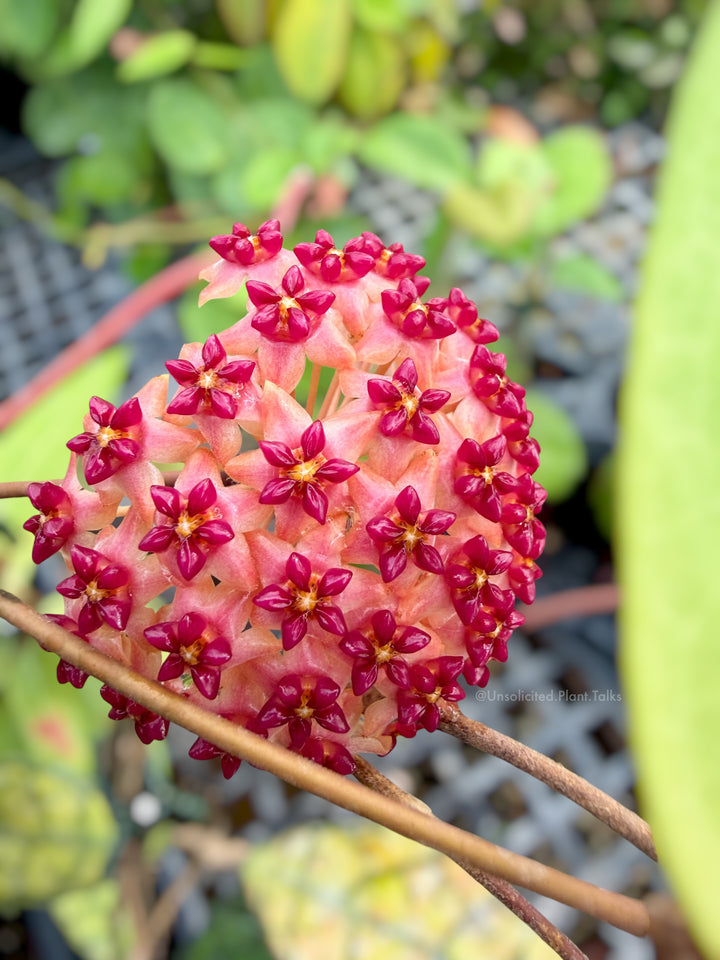 Hoya ‘Love Affair’ (GTX01-01)