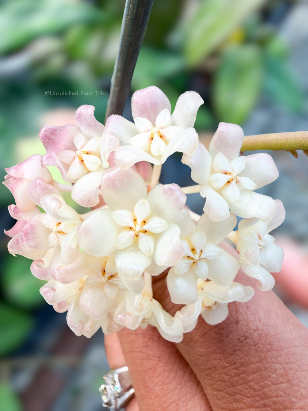 Hoya ‘Genoveva’