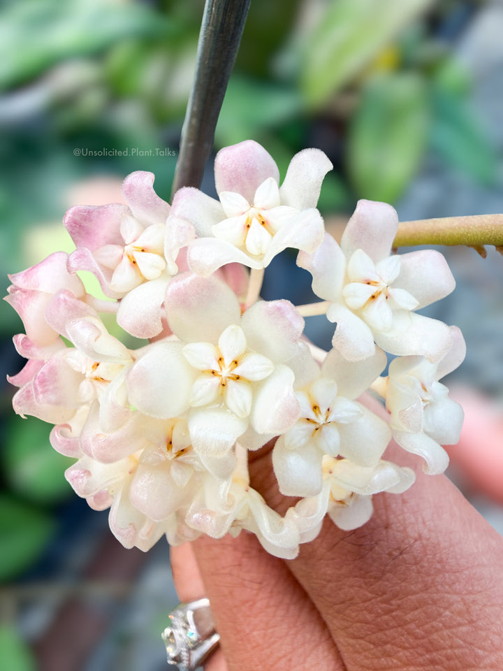 Hoya ‘Genoveva’
