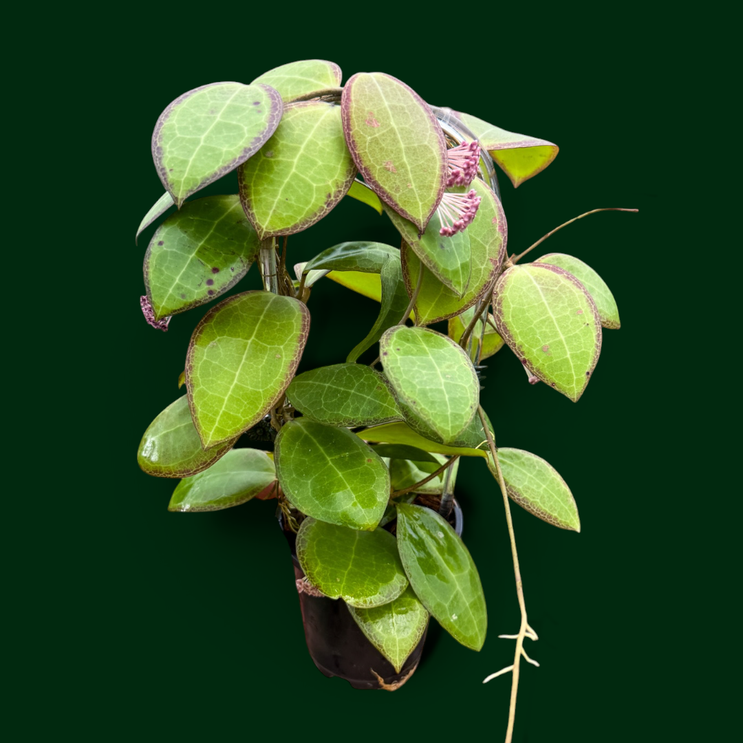 Hoya tomataensis