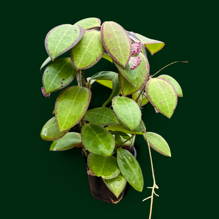 Hoya tomataensis
