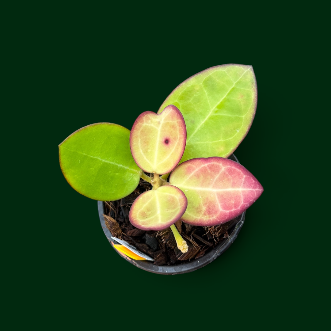 Hoya (patcharawalai 023 x elliptica)