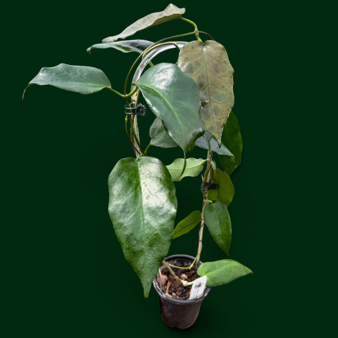 Hoya mcgillivrayi